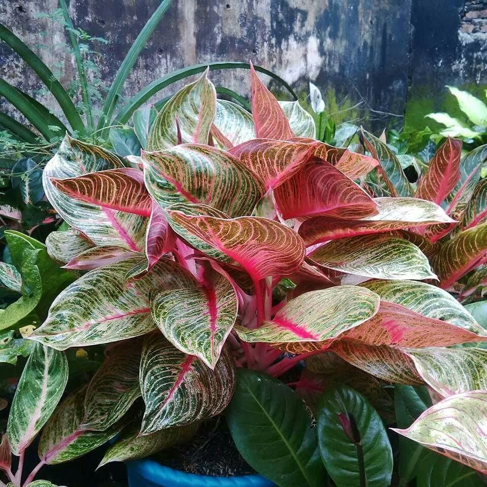 2b1a6b6c6d9a8302e94d8945c3ec8f5d