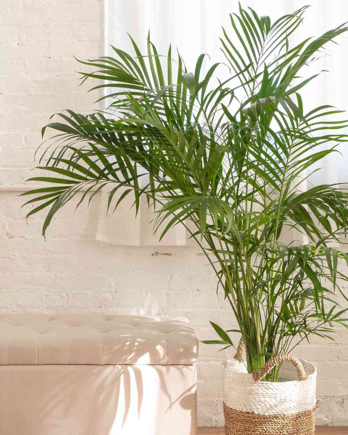 grow-areca-palms-indoors-1902876-4db4cb97825f4e24bc826958105dcce0